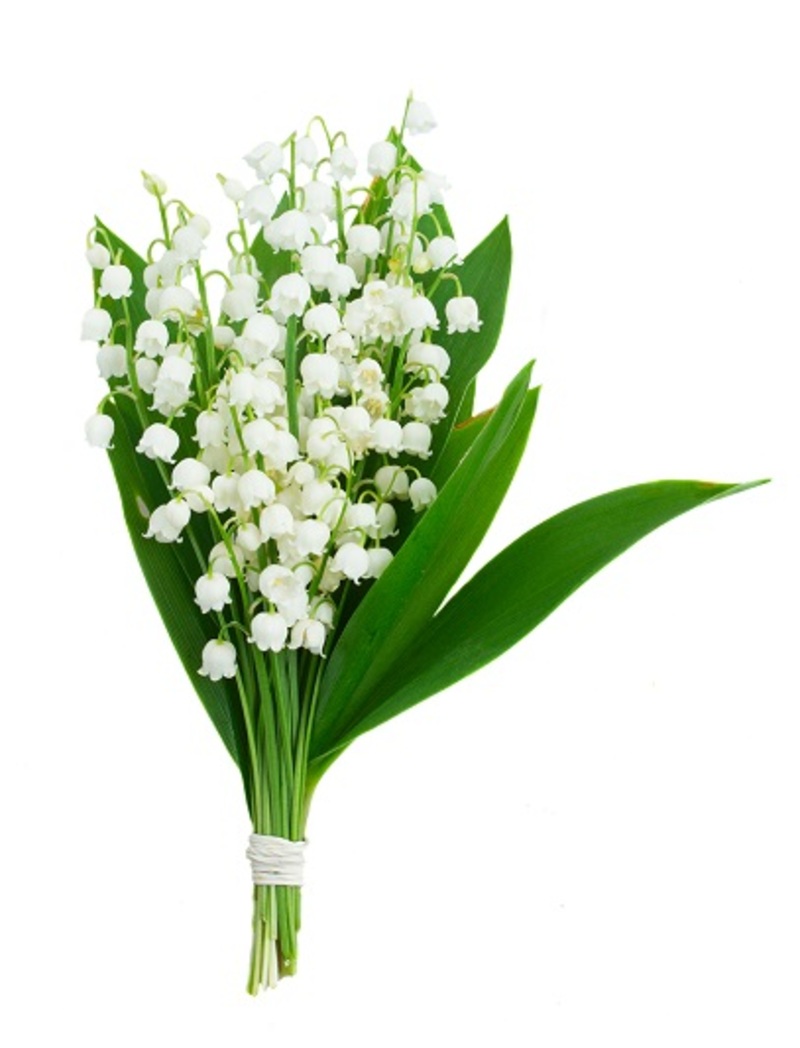 roses bouquets / in bouquets