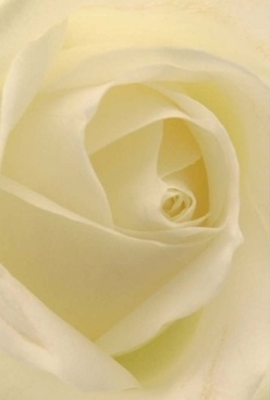 In the soft hush of a Hither Green morning, this ivory rose unfolds in flawless symmetry-a close-up reveals each petal's journey inward, evoking the tranquility found in the gardens near Wellmeadow Road. The interplay of cream and pale lemon tones is illuminated by diffused natural light, touches of gold glancing off each velvety layer. You can almost feel the silken surface beneath your fingertips, cool yet inviting, a testament to the experienced hands at Florist Hither Green. Gentle shadows curl in the deeper recesses, imbuing the bloom with a quiet depth that speaks of remembrance and unwavering admiration. There's an unspoken emotional current running through this arrangement-one that brings solace in times of loss, or marks an anniversary with silent significance. Even as you imagine inhaling its barely-there sweet fragrance, the rose radiates a clean, timeless elegance. It stands as a delicate yet confident token of heartfelt gestures, ready to be delivered across Hither Green's leafy streets for occasions when sincerity matters most.