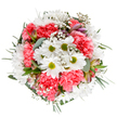 This radiant bouquet embodies the gentle brightness of spring in Hither Green, thoughtfully composed by local floral experts who understand the language of the area's blossoming gardens and friendly streets. At its center, snowy white daisies with luminous green hearts seem to glow with happiness, surrounded by waves of coral-pink carnations whose lavish ruffles give a sense of celebration and depth. Airy baby's breath floats like clusters of tiny stars throughout the arrangement, bringing a lyrical, ethereal softness reminiscent of sunlight filtering through local green spaces. Subtle alstroemeria buds, dusted with rose and violet, nestle among silvery-green eucalyptus leaves-a pairing that adds gentle fragrance and visual harmony. Deep green foliage frames the bouquet, enhancing the vivid palette and lending a polished finish. The arrangement's round, balanced shape feels intentionally welcoming, as if designed to share the warmth of community milestones or simple, everyday joys. Whether gifted for a birthday, to mark a special occasion, or simply to brighten up a neighbour's home near Hither Green, this bouquet channels both exuberance and tranquility. Its craftsmanship and fresh vibrancy are a tribute to the artistry and neighbourly spirit that define local florists-making every delivery an expression of heartfelt care and celebration.